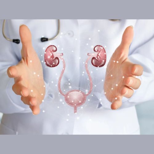Doctor holds a digital illustration of kidneys, ureters, and bladder between open hands.