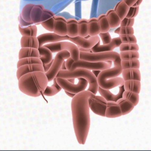 graphic of the small and large intestine